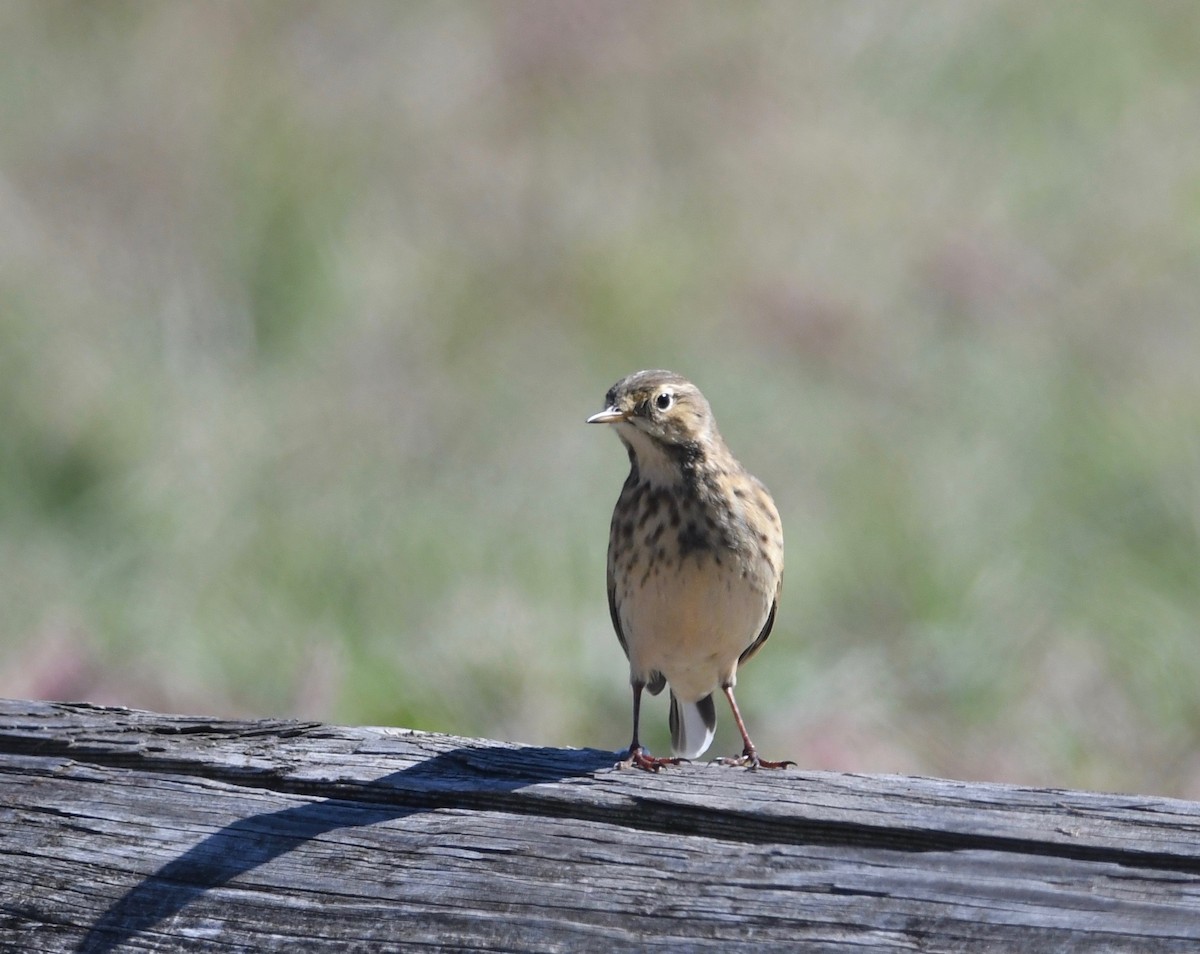 American Pipit - ML488105711