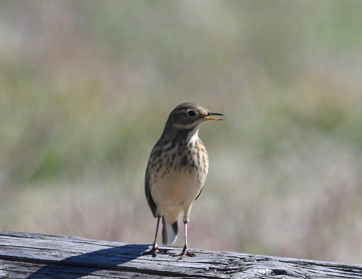 American Pipit - ML488105721