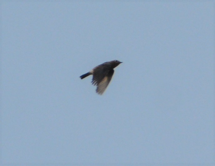 Eastern Bluebird - ML488108771