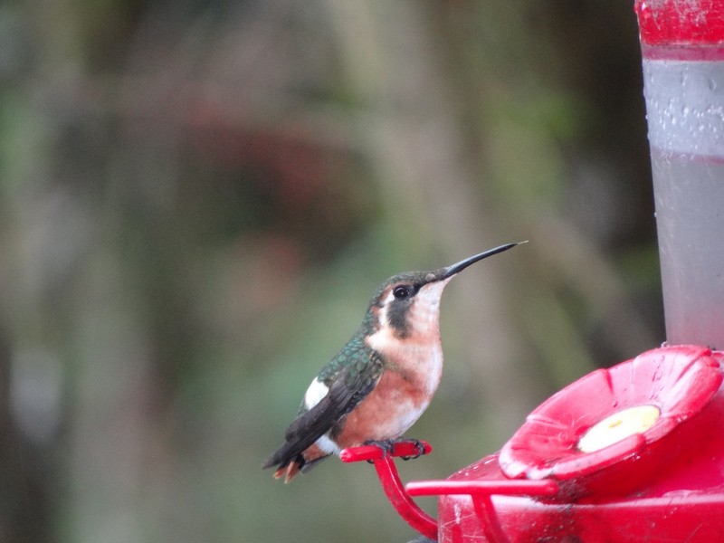 White-bellied Woodstar - ML48810981