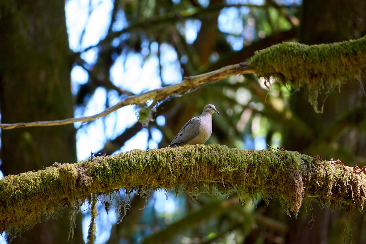 Mourning Dove - ML488110431