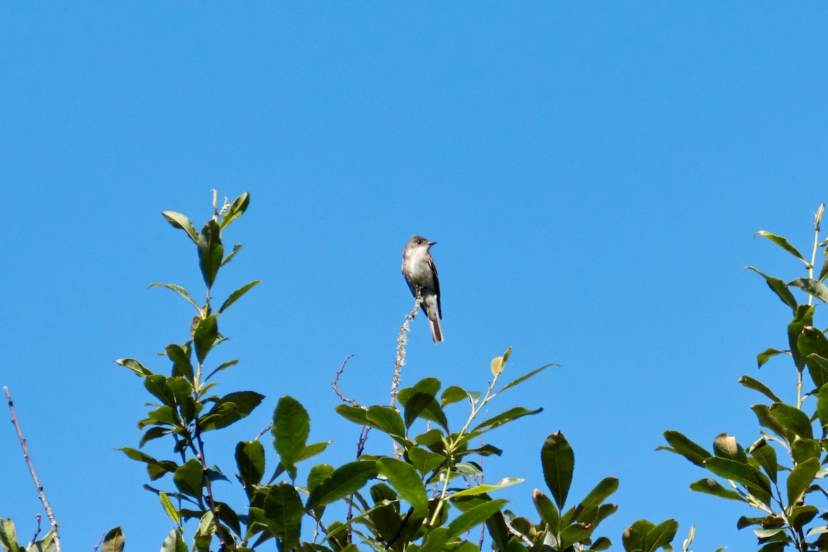 Western Wood-Pewee - ML488111081