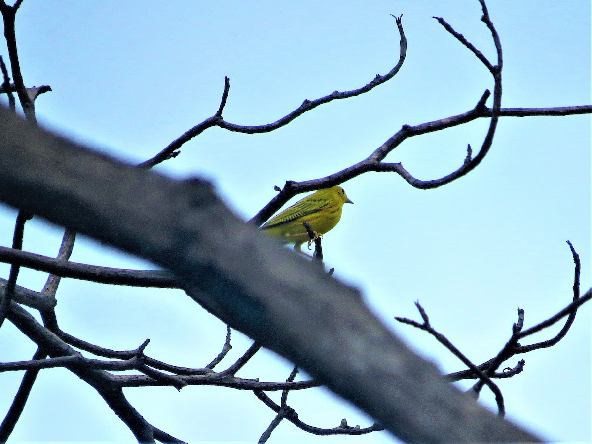 Yellow Warbler - ML488111171