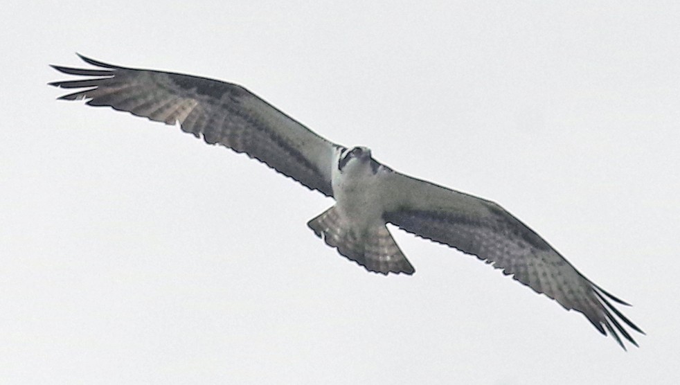 Águila Pescadora - ML488111191