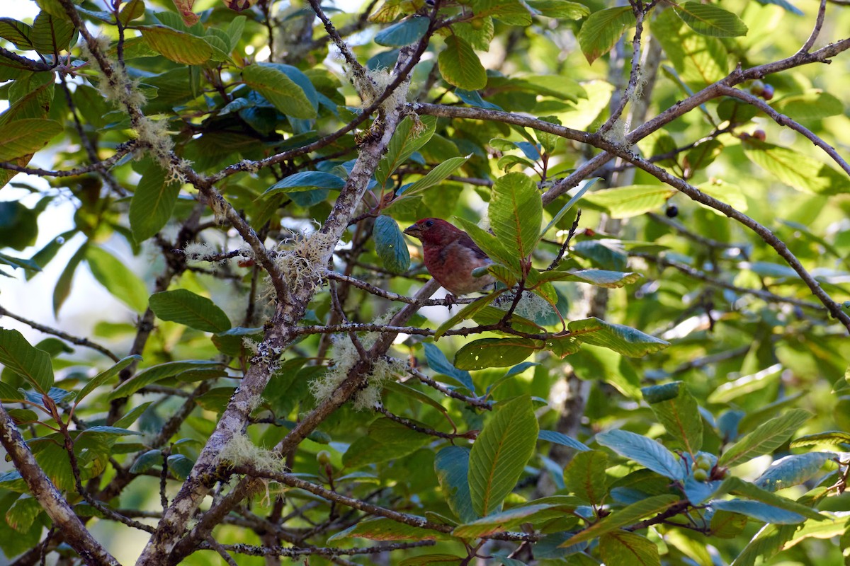 House Finch - ML488111381