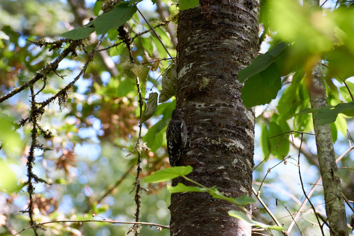 Red-breasted Sapsucker - ML488111471
