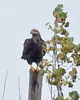 Bald Eagle - ML488112001