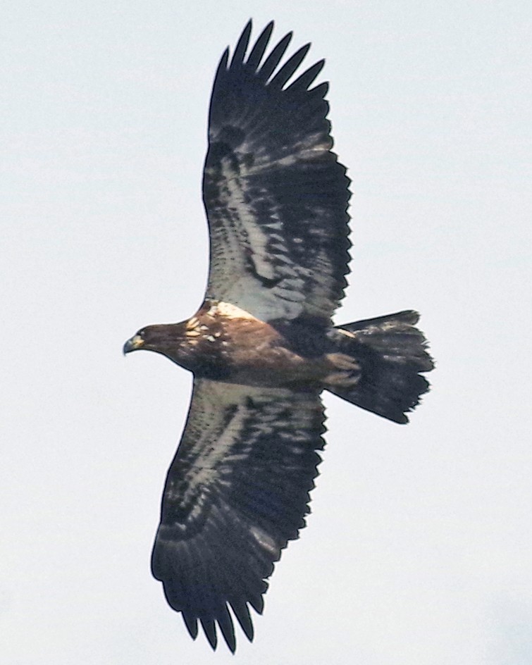 Bald Eagle - ML488112011