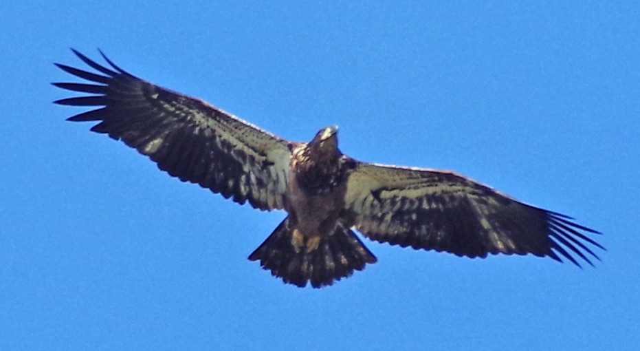 Bald Eagle - ML488112021