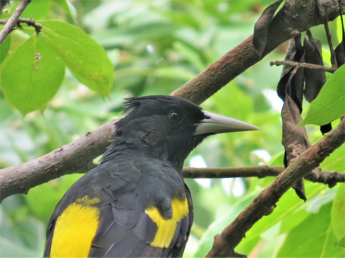 Yellow-winged Cacique - ML488112251