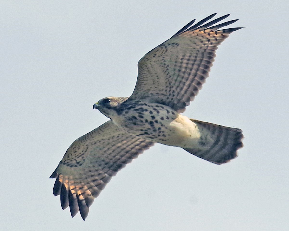 Red-shouldered Hawk - ML488112811