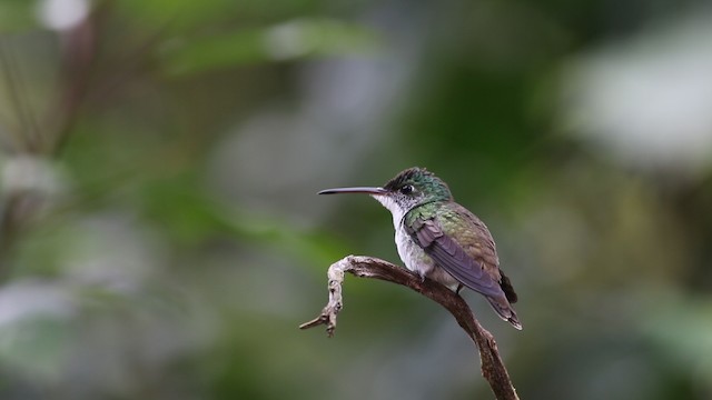 Andean Emerald - ML488114