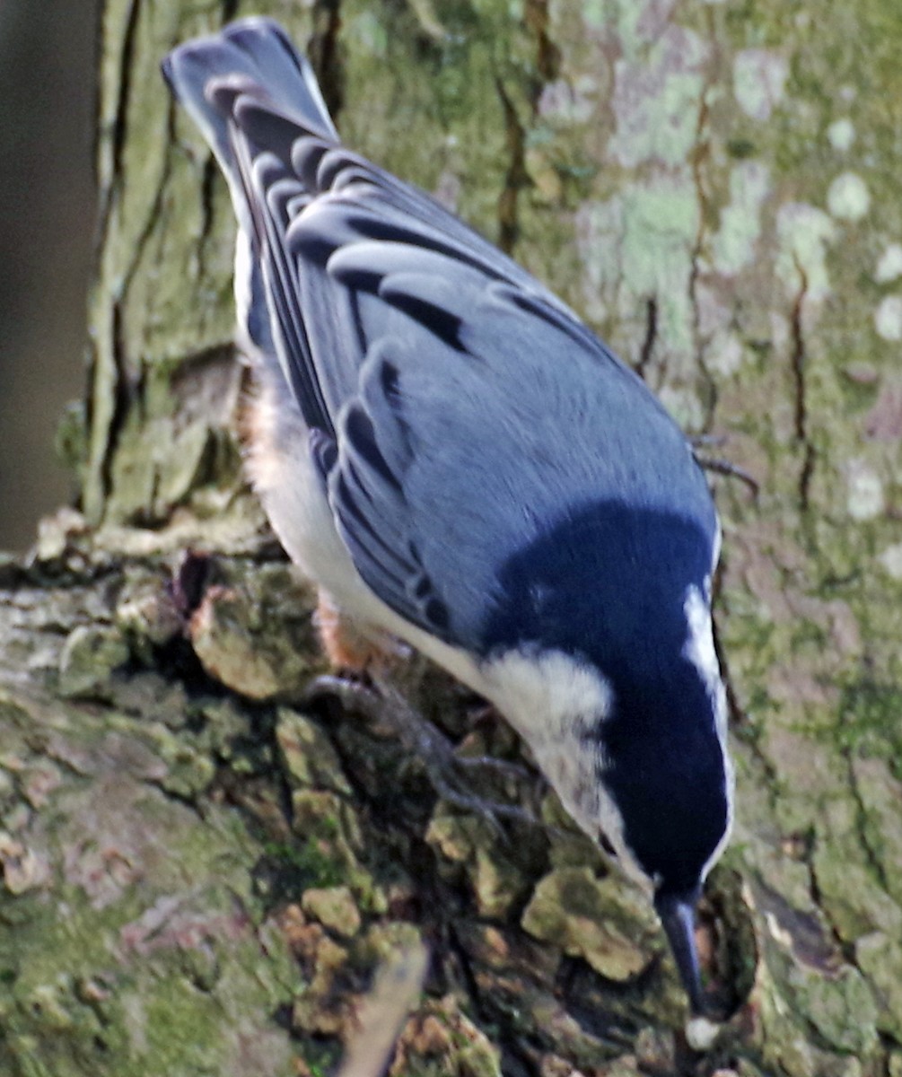 White-breasted Nuthatch - ML488114341