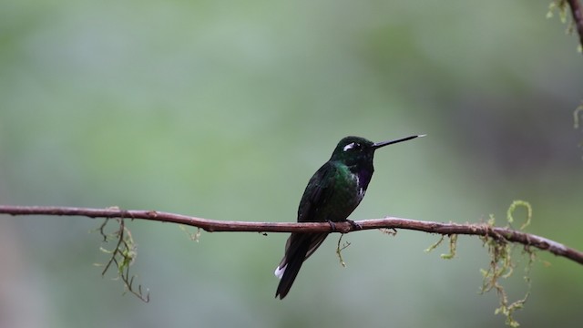 kolibřík skvrnoocasý - ML488115