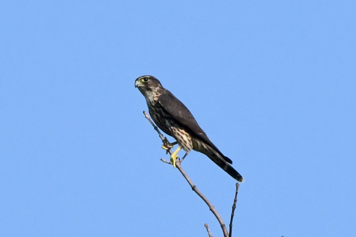 Merlin - ML488116241