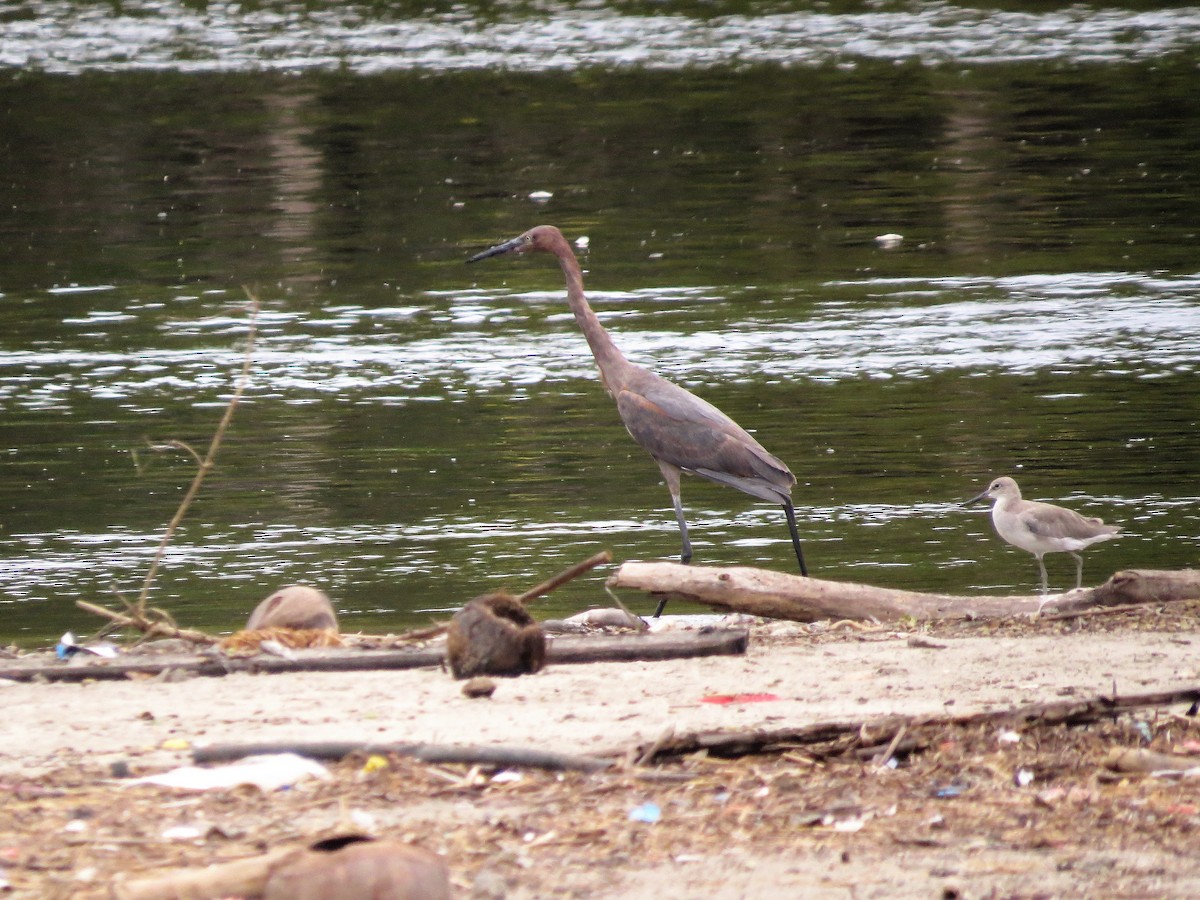 Reddish Egret - Alex Loya