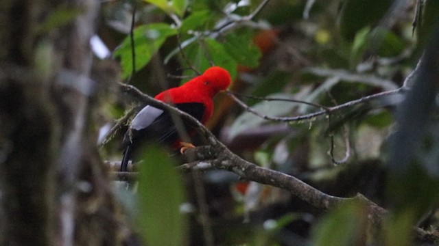 Andean Cock-of-the-rock - ML488117