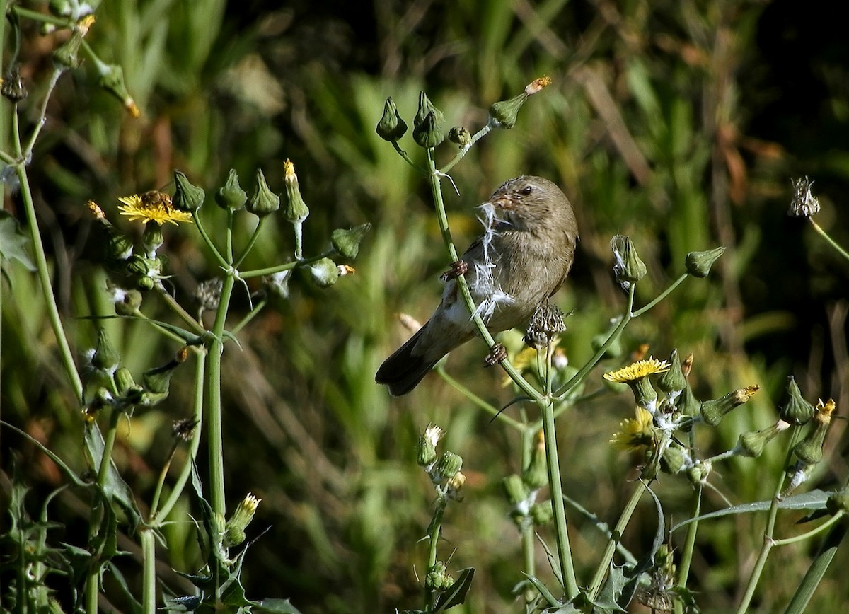 Dull-colored Grassquit - Raul A. Spais