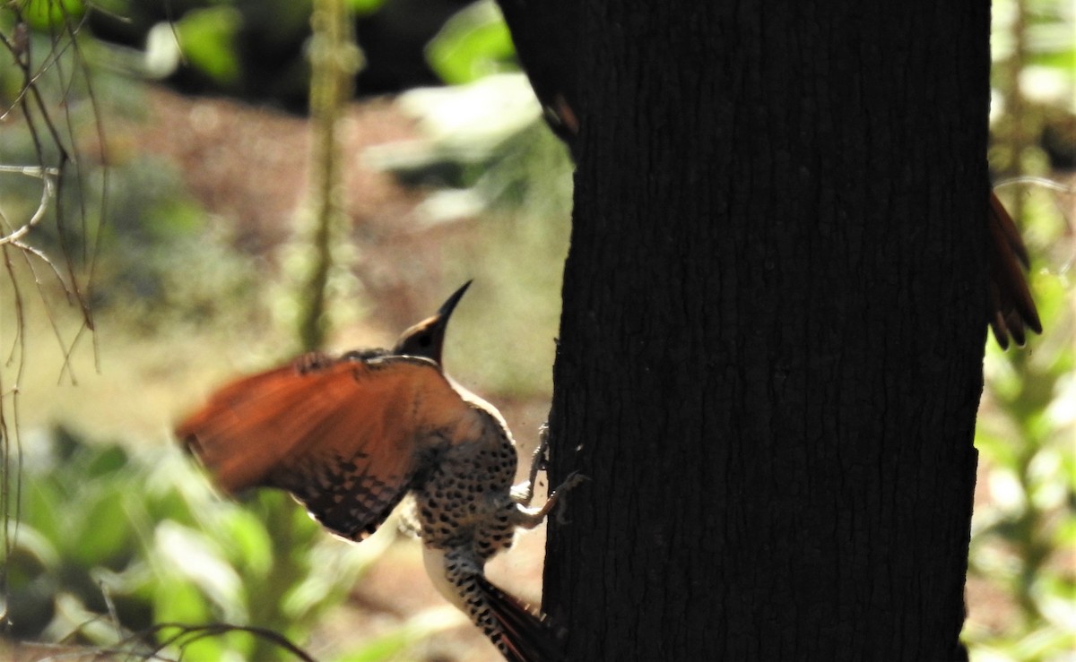 Northern Flicker - ML488117381