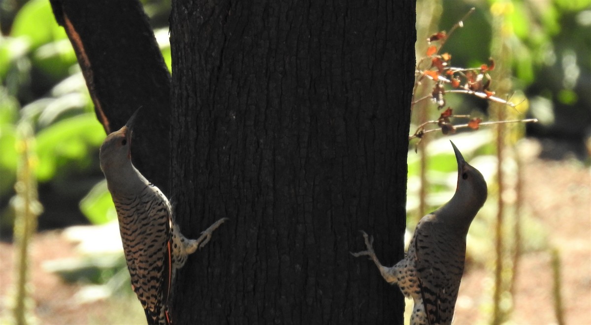 Northern Flicker - ML488117421