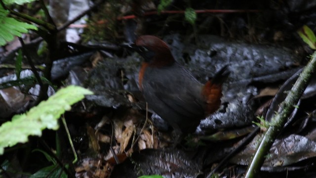 Rufous-breasted Antthrush - ML488122