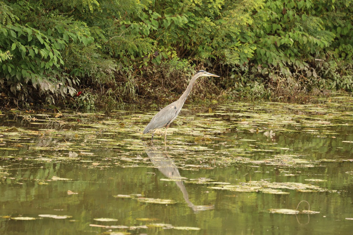 Great Blue Heron - ML488122301