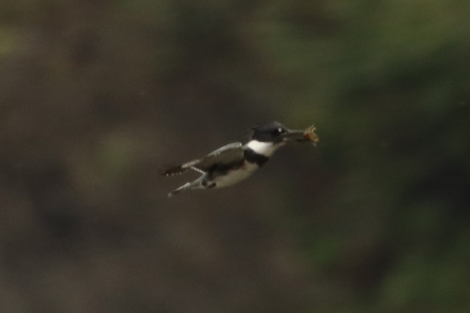 Belted Kingfisher - ML488122581