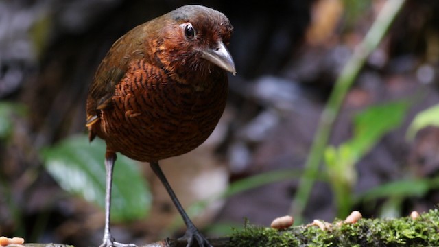 Giant Antpitta - ML488123