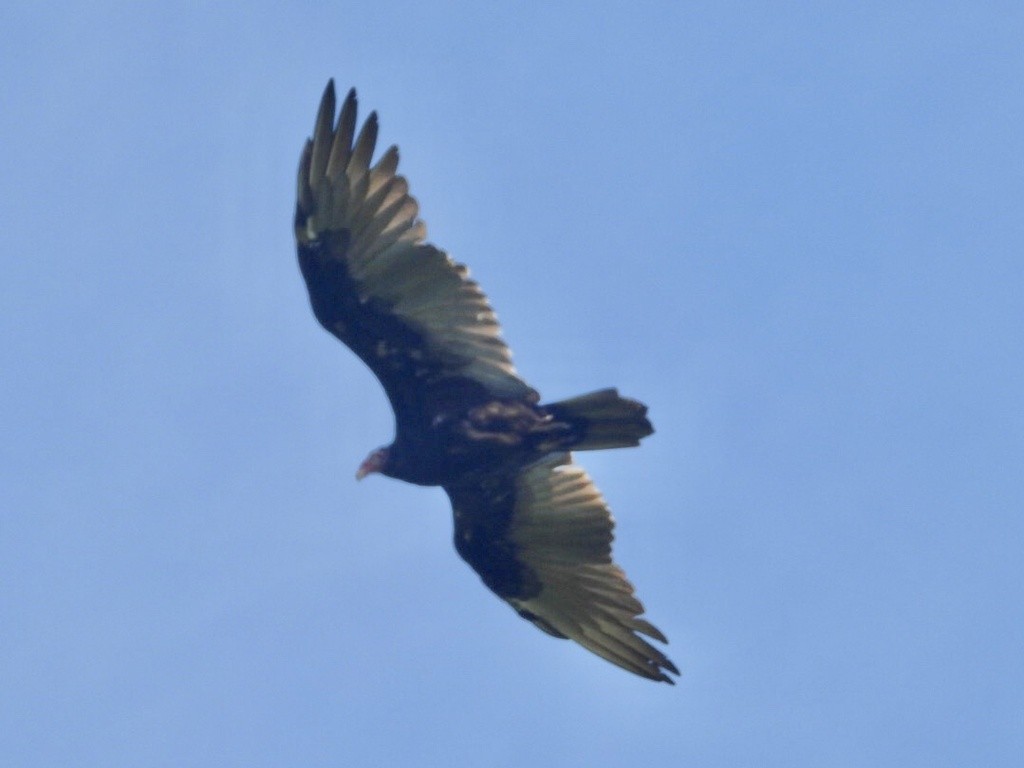 Turkey Vulture - ML488126221