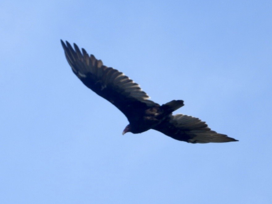 Turkey Vulture - ML488126241