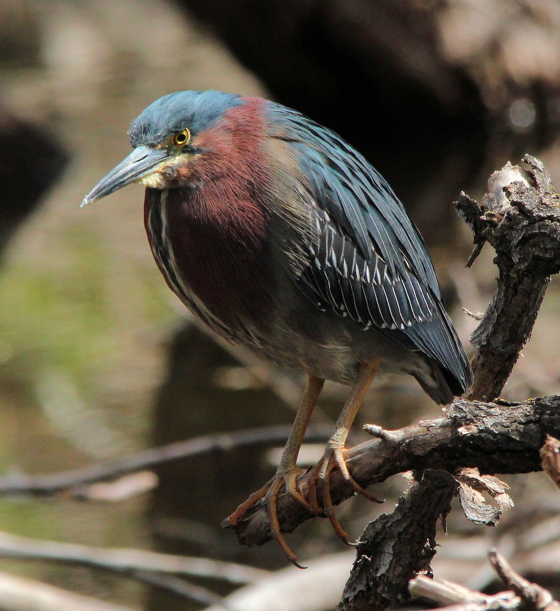 Green Heron - ML48813041