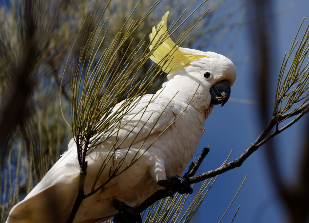 Sulphur-crested Cockatoo - ML488132351