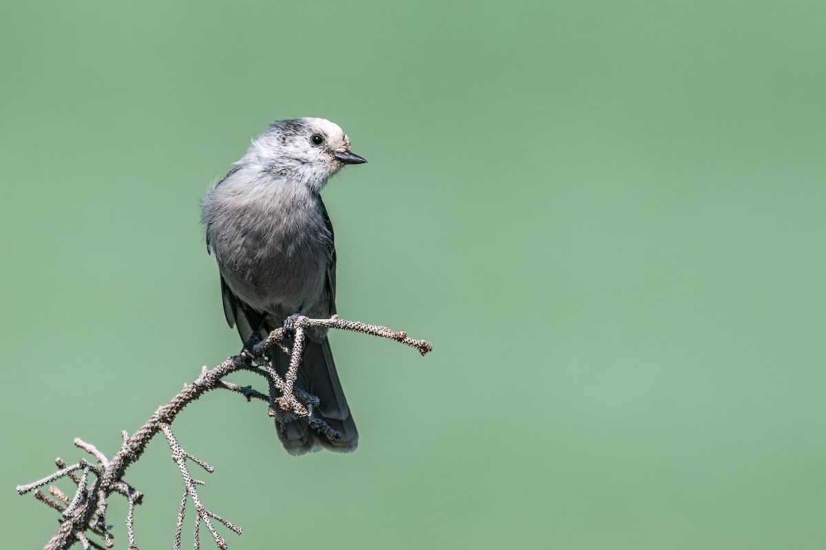 Canada Jay (Rocky Mts.) - ML488133341