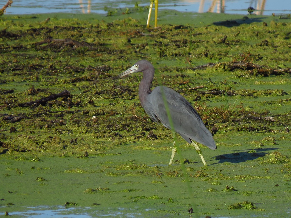 Little Blue Heron - ML488135261