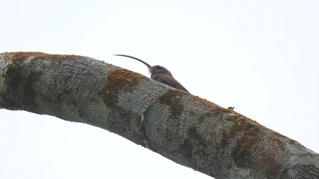 Red-billed Scythebill - ML488135921