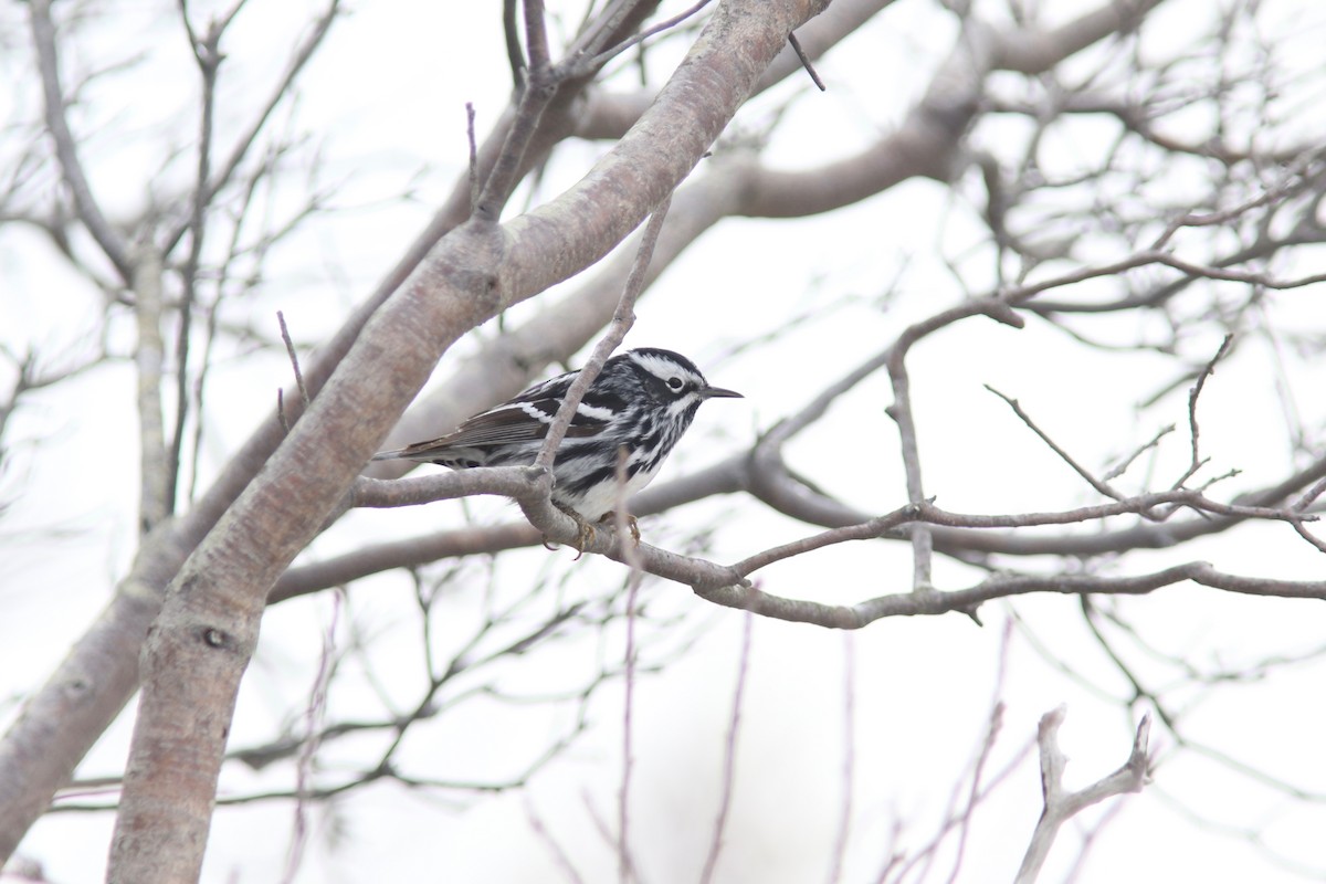 Black-and-white Warbler - Jesse Amesbury