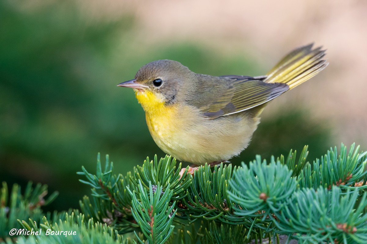 Common Yellowthroat - Michel Bourque