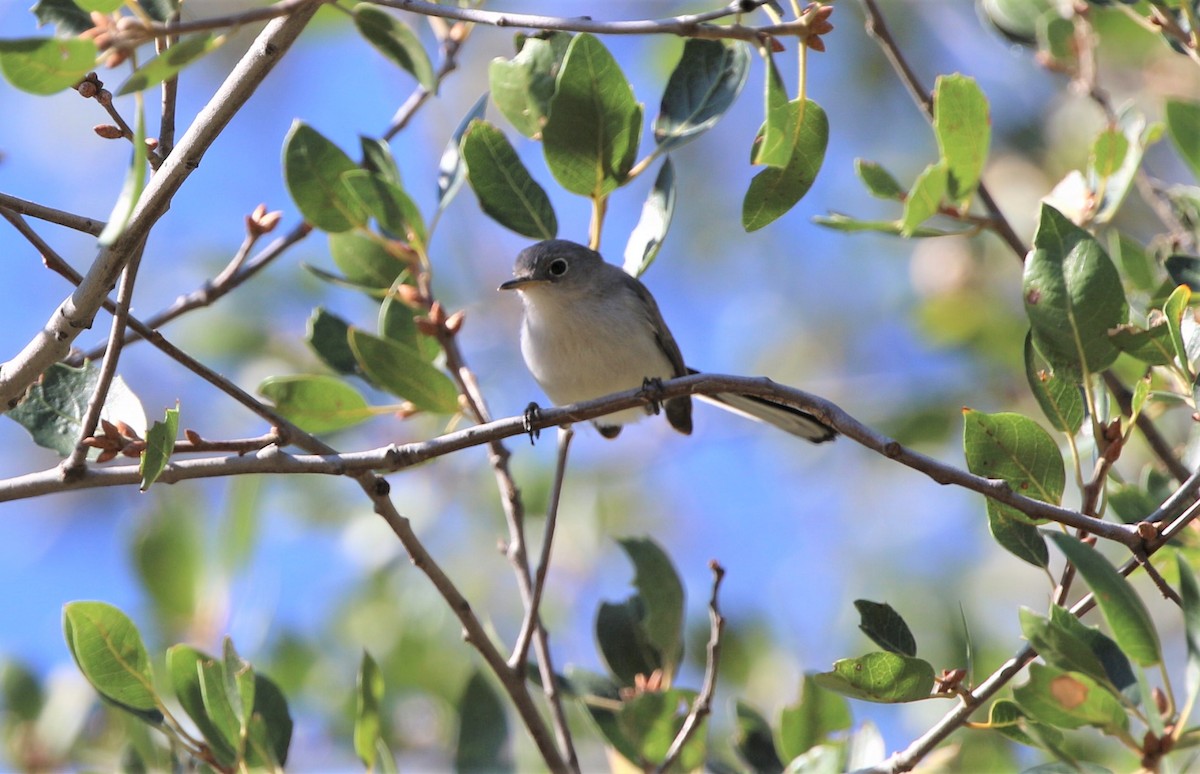 Blue-gray Gnatcatcher - ML488137161