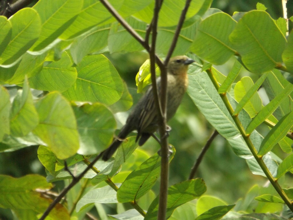 Chestnut-capped Blackbird - ML488137341