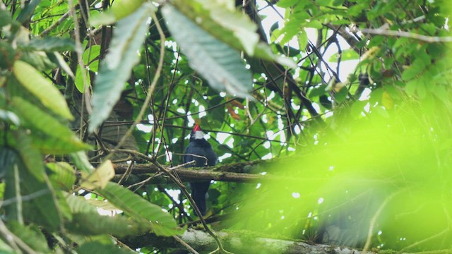 Slate-colored Grosbeak - ML488139321