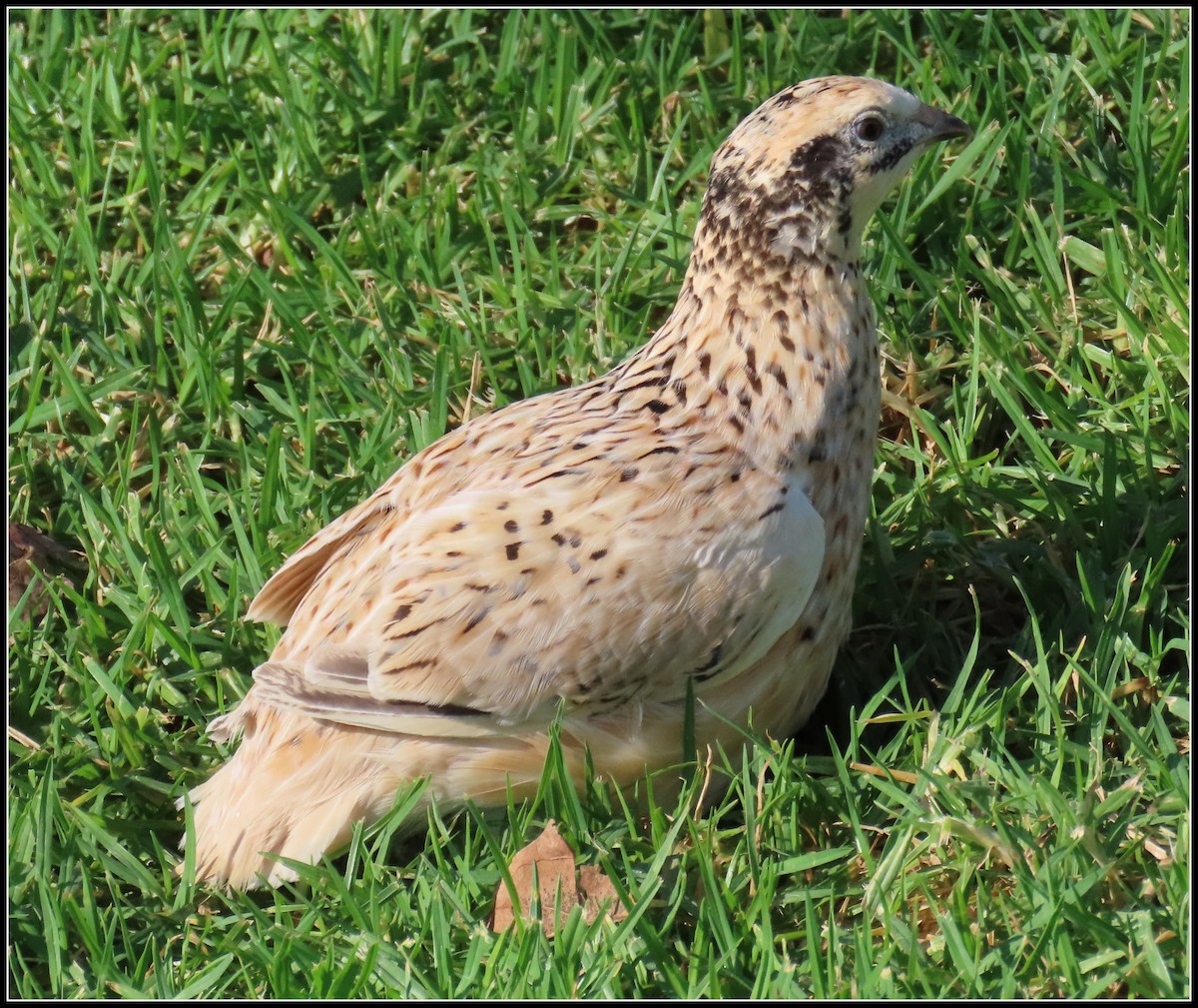 Japanese Quail - ML488141461