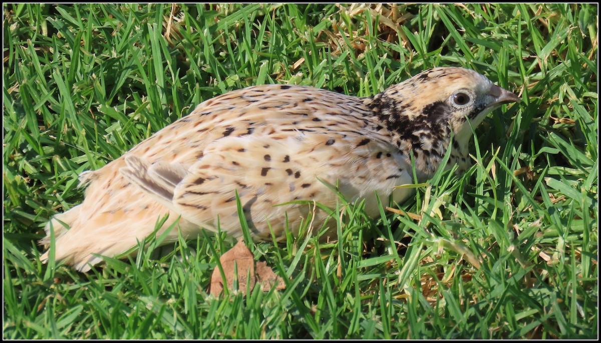 Japanese Quail - ML488141471