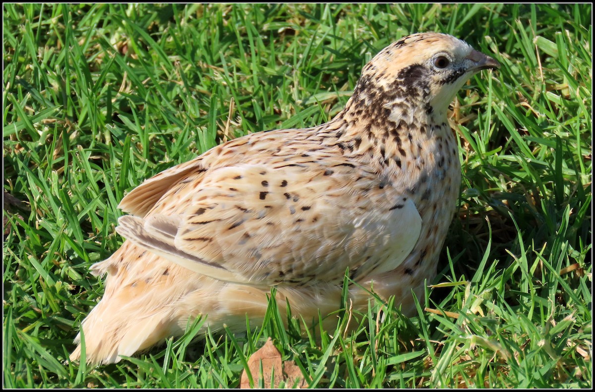 Japanese Quail - ML488141491