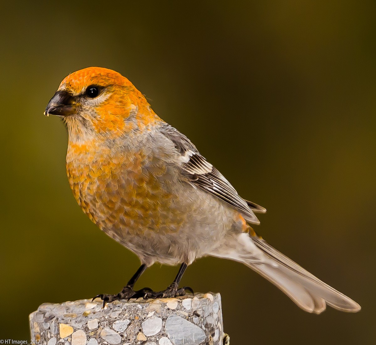 Pine Grosbeak - Katherine Corkery