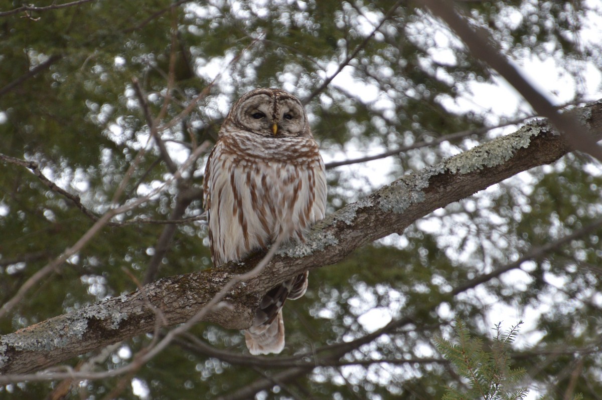 Barred Owl - ML48814191