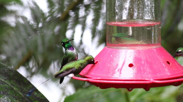 Пурпурногрудый колибри - ML488142