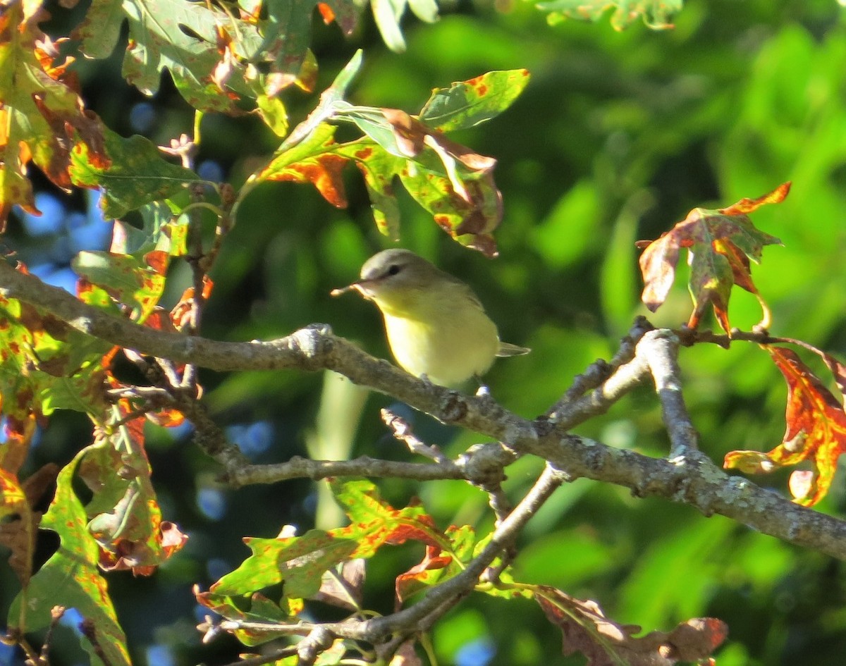 Philadelphia Vireo - ML488143611