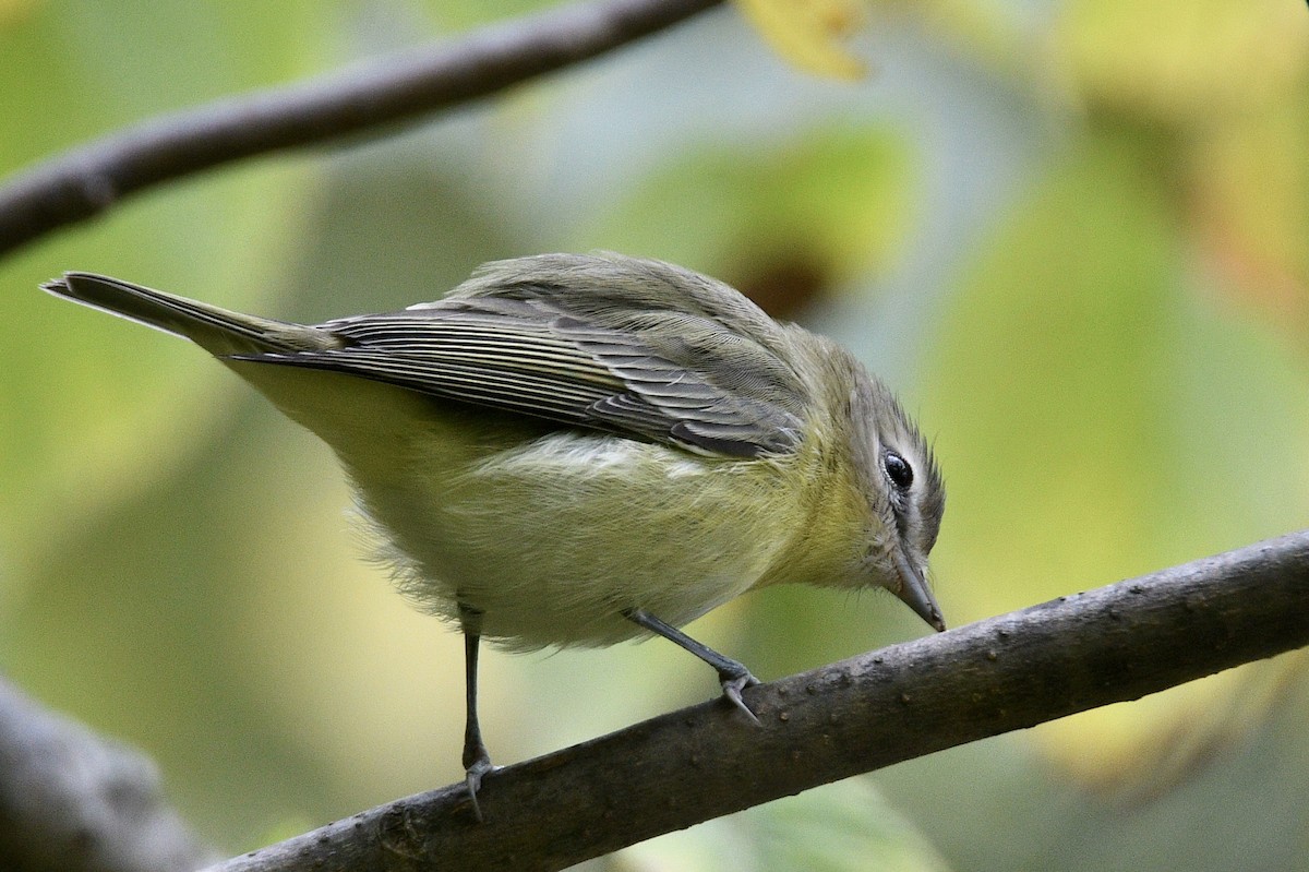Philadelphia Vireo - ML488143901