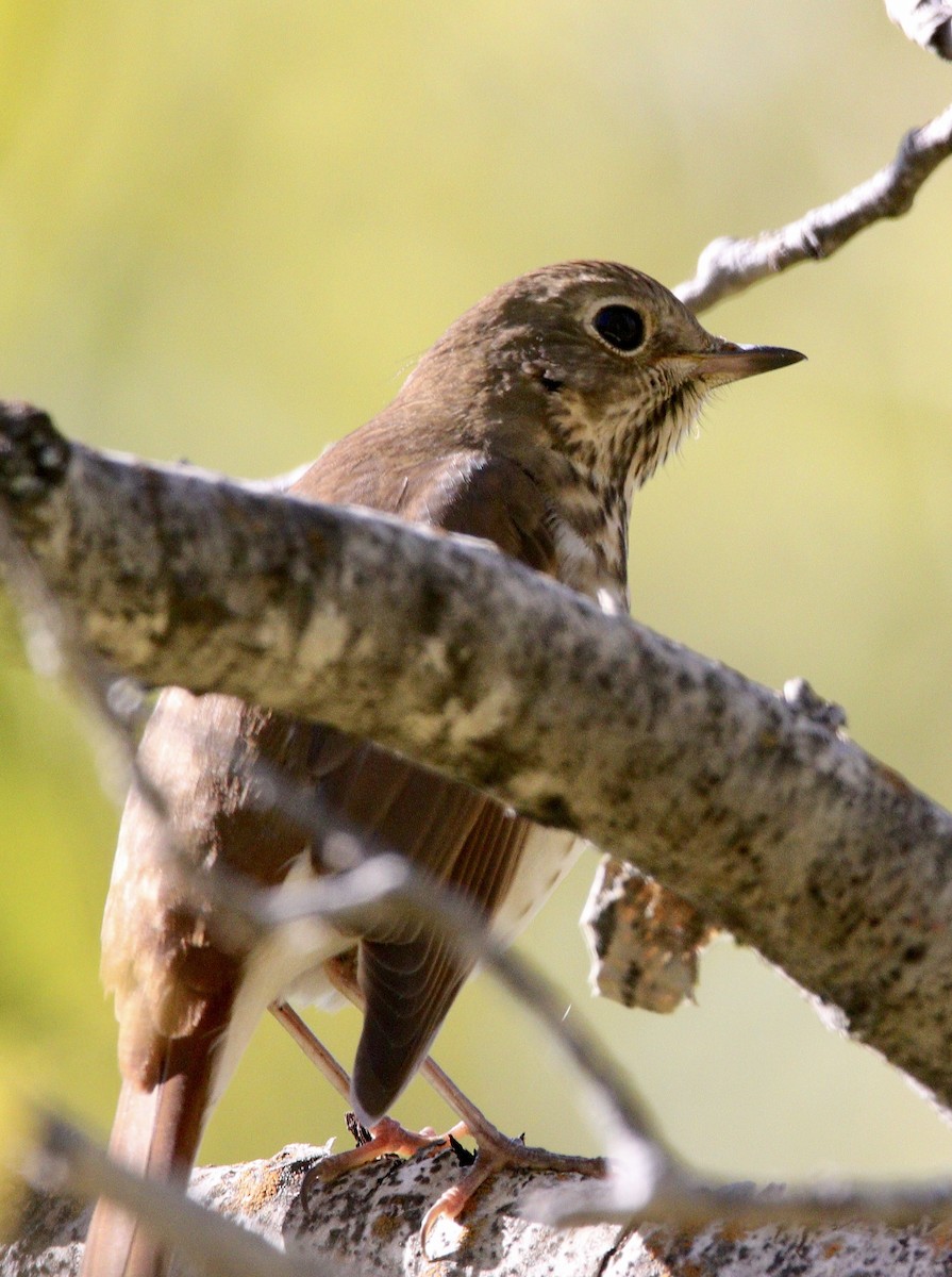 Hermit Thrush - ML488144231