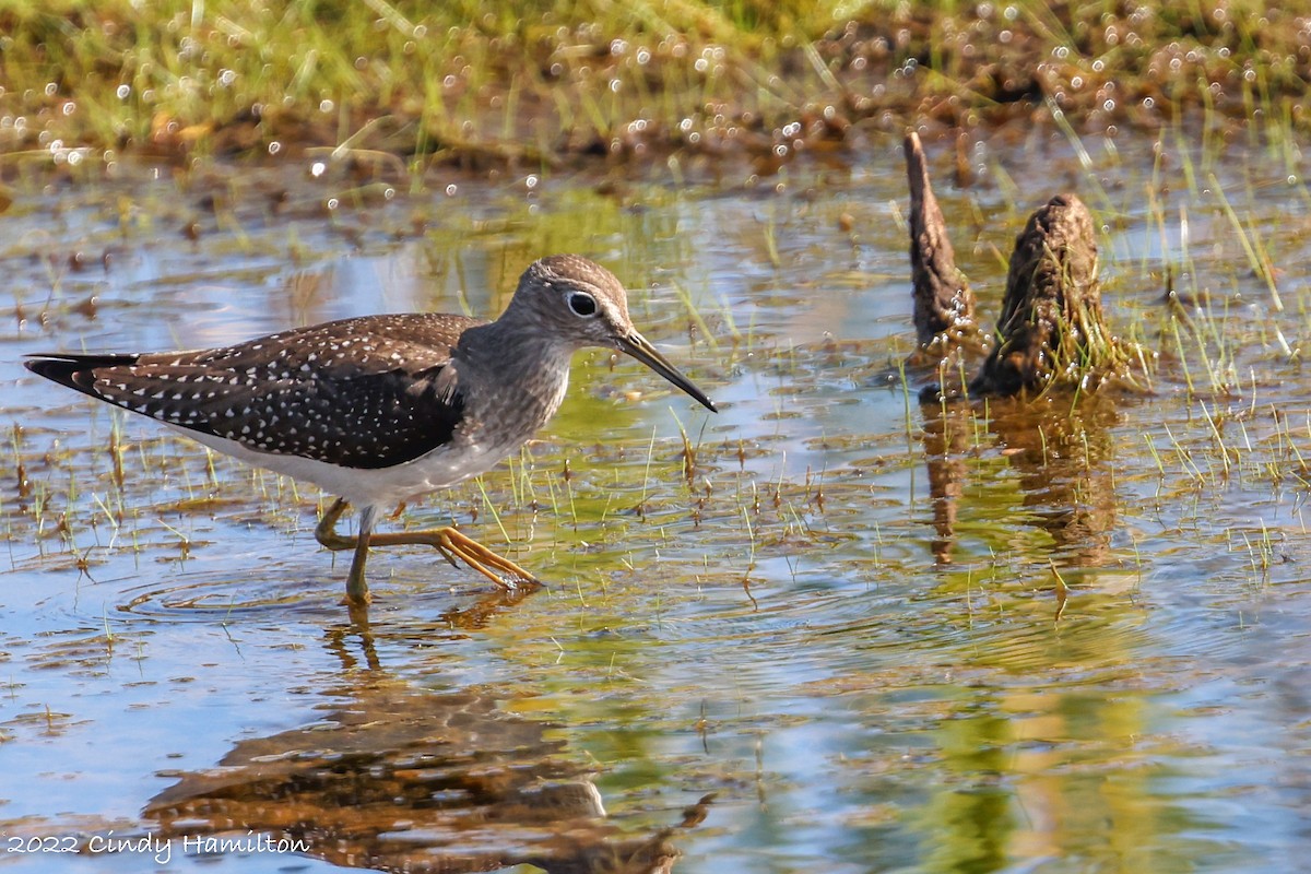 Solitary Sandpiper - Cindy Hamilton